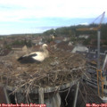 10_05-nest.jpg