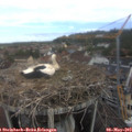 10_10-nest.jpg