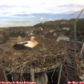 10_15-nest.jpg