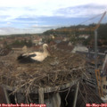 10_25-nest.jpg
