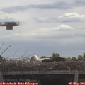10_30-mast.jpg