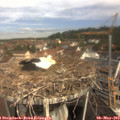 10_30-nest.jpg
