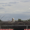 10_35-mast.jpg