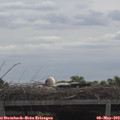 10_50-mast.jpg