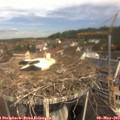 10_50-nest.jpg