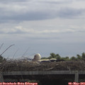 10_55-mast.jpg
