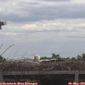 11_00-mast.jpg
