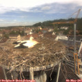 11_00-nest.jpg