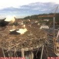 11_05-nest.jpg