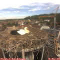 11_10-nest.jpg