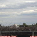 11_15-mast.jpg