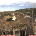 11_15-nest.jpg
