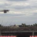 11_20-mast.jpg