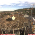 11_20-nest.jpg