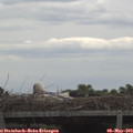 11_25-mast.jpg
