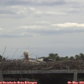 11_30-mast.jpg