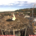 11_30-nest.jpg