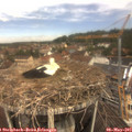 11_35-nest.jpg