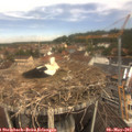 11_40-nest.jpg