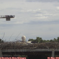 11_45-mast.jpg