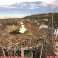 11_45-nest.jpg