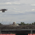 11_50-mast.jpg