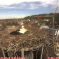 11_50-nest.jpg