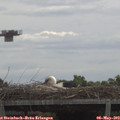 11_55-mast.jpg