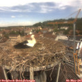 11_55-nest.jpg