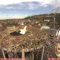 12_00-nest.jpg