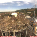 12_05-nest.jpg