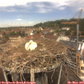 12_10-nest.jpg