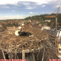 12_25-nest.jpg