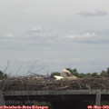 12_35-mast.jpg