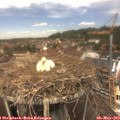 12_35-nest.jpg