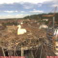 12_40-nest.jpg
