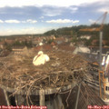 12_45-nest.jpg
