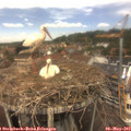 12_50-nest.jpg