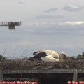 12_55-mast.jpg