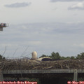 13_00-mast.jpg