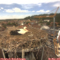 13_00-nest.jpg