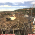 13_05-nest.jpg