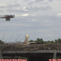 13_10-mast.jpg