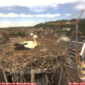 13_10-nest.jpg