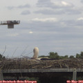 13_15-mast.jpg