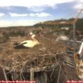 13_15-nest.jpg