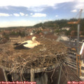 13_20-nest.jpg