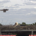 13_25-mast.jpg