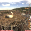 13_30-nest.jpg