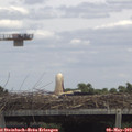 13_35-mast.jpg